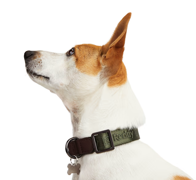 Reddy Jacquard Dog Collar, Olive, Large/X-Large