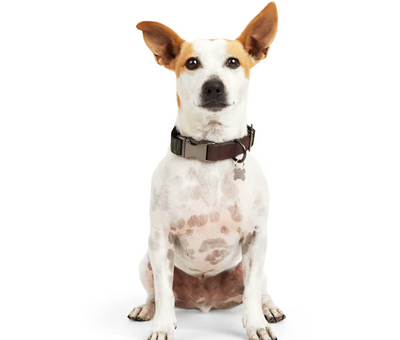 Reddy Jacquard Dog Collar, Olive, Large/X-Large