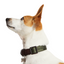 Reddy Jacquard Dog Collar, Olive, Large/X-Large