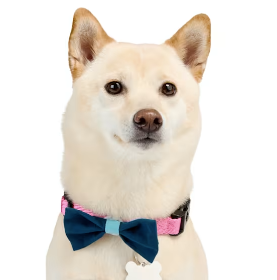 YOULY Pet Bowties, Set of 2, Blue/Green Plaid