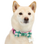 YOULY Pet Bowties, Set of 2, Blue/Green Plaid